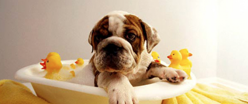 Professional or Home Pet Grooming blog image