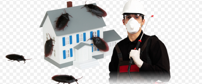 Professional Exterminators blog image