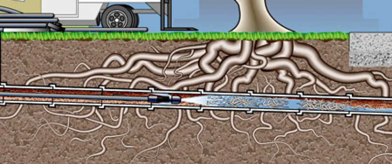 Tree Roots And Sewer Cleaning blog image