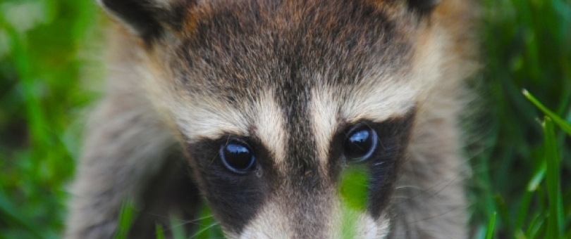 Important FAQs Regarding Animal Removal blog image