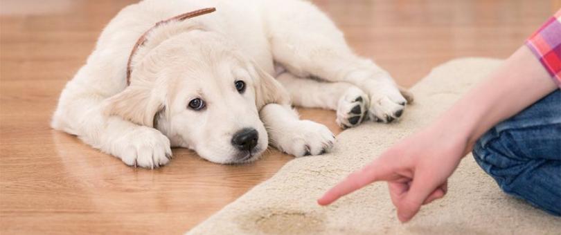The Best Carpet Cleaning Tips For Pet Urine blog image