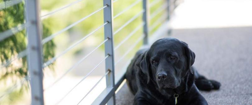 carpet cleaning 5 Proven Methods To Keep Dog Hair Off Your Carpet Professional Carpet Cleaning Company