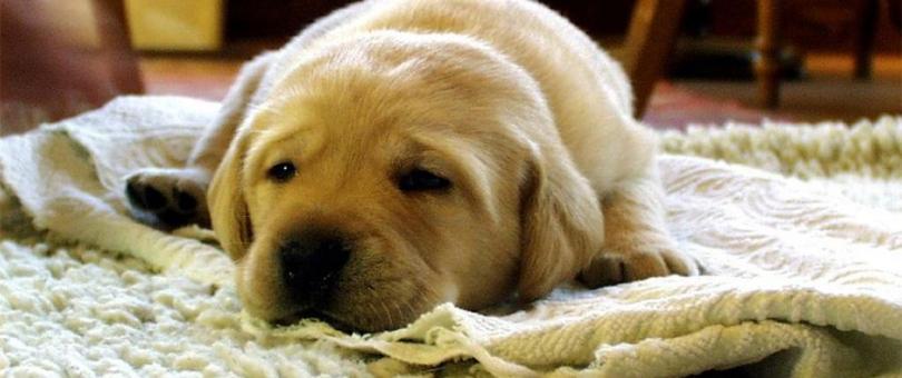 Carpet Cleaning Service