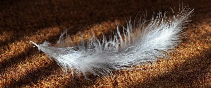 7 Insanely Helpful Tips To Choose a New Carpet blog image