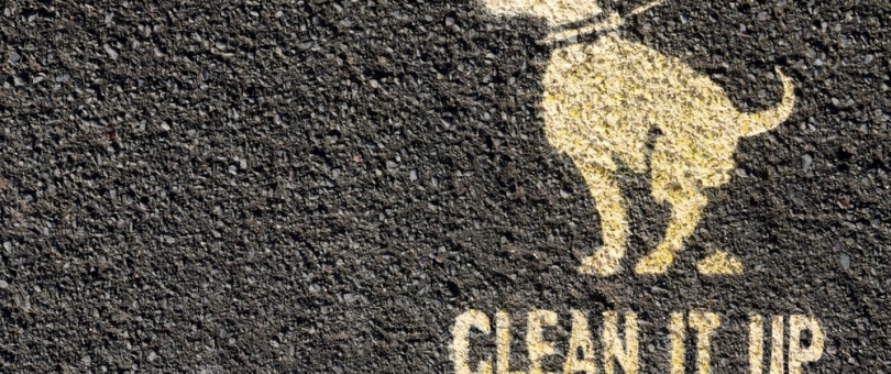 home cleaning and pets 1 Is it possible to have a clean home with pets? home cleaning and pets
