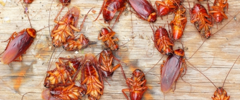 Best DIY Methods For A Bug-free Home blog image