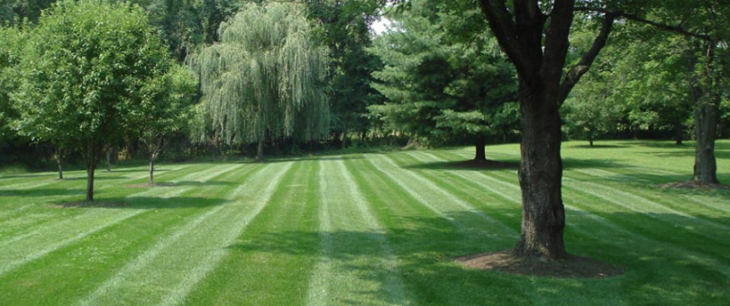 Questions to Ask Professional Lawn Care Or Lawn Mowing Companies blog image