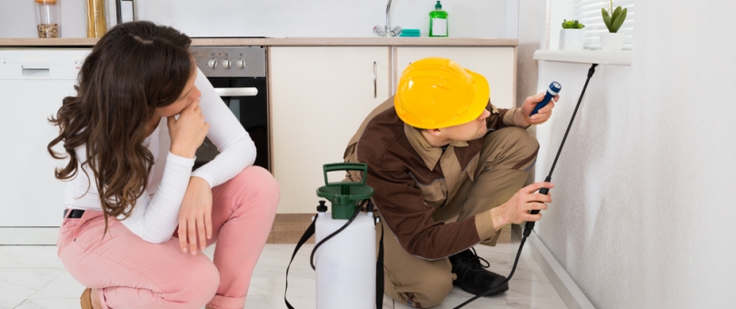 Pest Control In NJ: How to deal with most invasive species? blog image