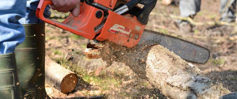 How Much Does Tree Service Cost? blog image