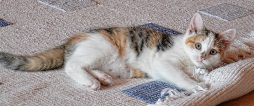 What are the best ways to dry a carpet? blog image