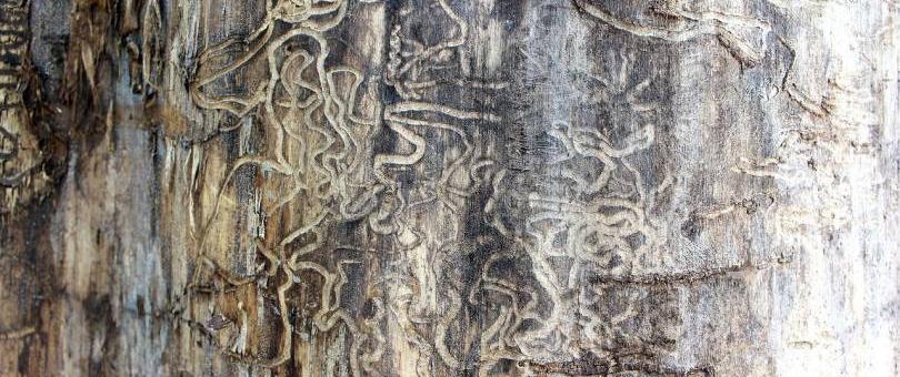 Termites Attacking Your Trees? Discover How to Detect Them and Eradicate Them Completely! blog image