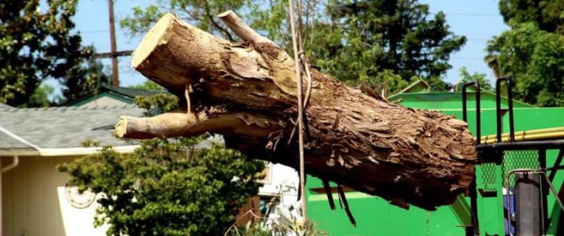 tree service company Local Tree Service Advise tree service company