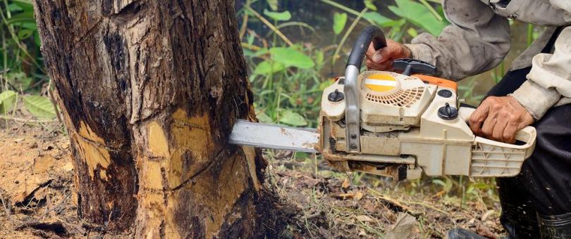 tree service near me 9 Reasons Why You Should Remove The Tree Immediately Tree Service Near Me