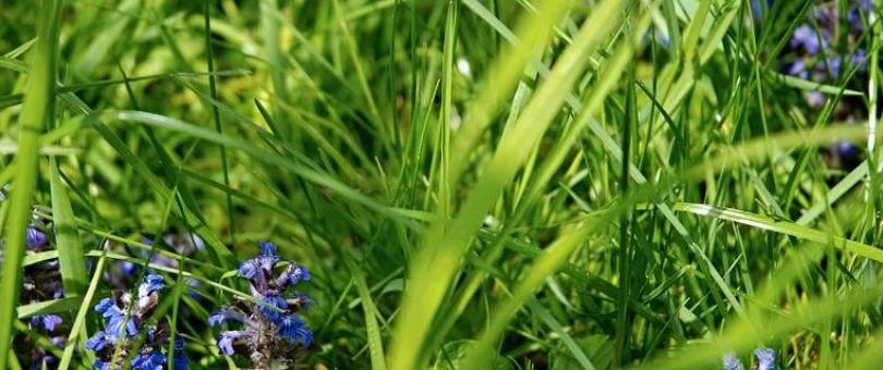 Winter Lawn Care in NJ Do’s and Don’ts blog image