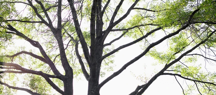 tree limbs Home Maintenance: 7 Possible Winter Damages to Check During Spring tree limbs